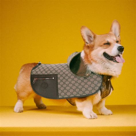 Gucci pet fashion